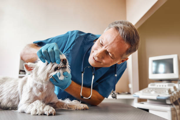  Little Cypress, TX Emergency Dentist Pros